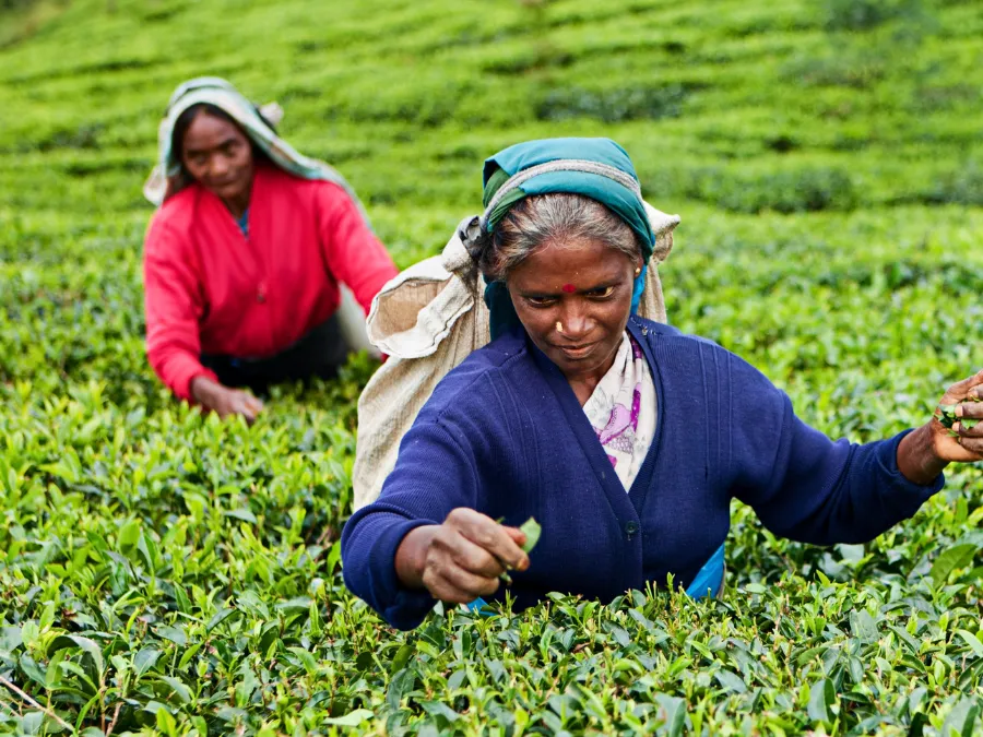 Scenic Tea Fields